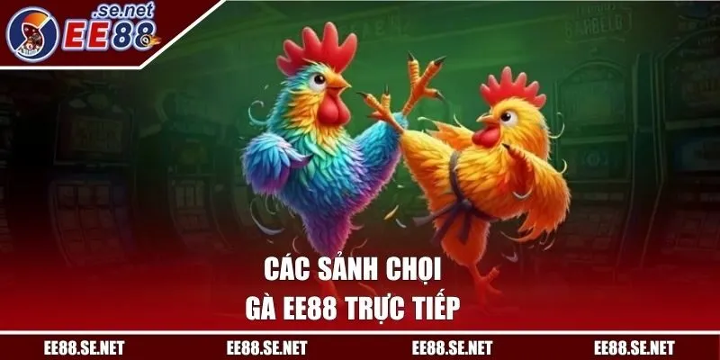 Các sảnh chọi gà EE88 trực tiếp