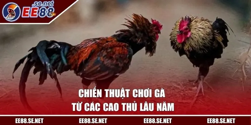 Chiến thuật chơi gà từ các cao thủ lâu năm