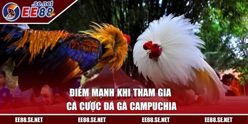 Điểm mạnh khi tham gia cá cược đá gà Campuchia