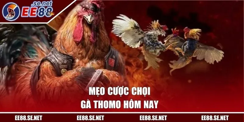 Mẹo cược chọi gà Thomo hôm nay
