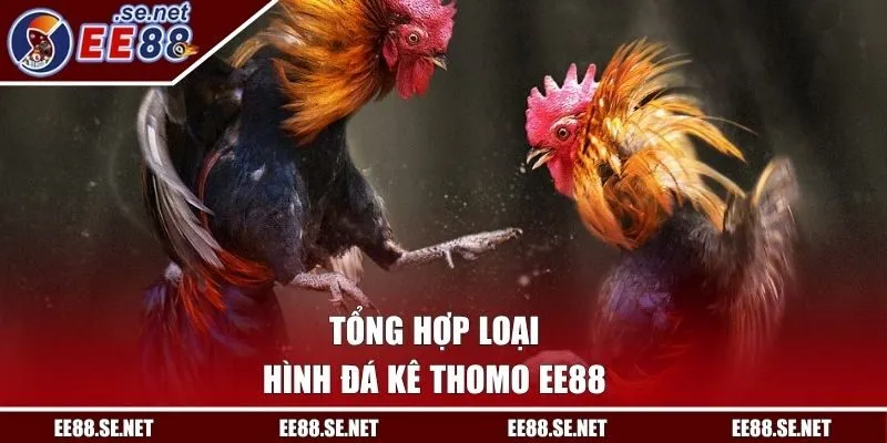 Tổng hợp loại hình đá kê Thomo EE88