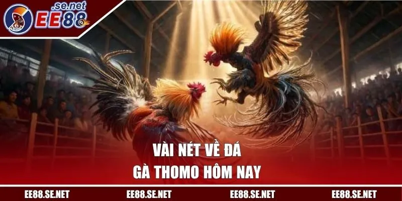 Vài nét về đá gà Thomo hôm nay
